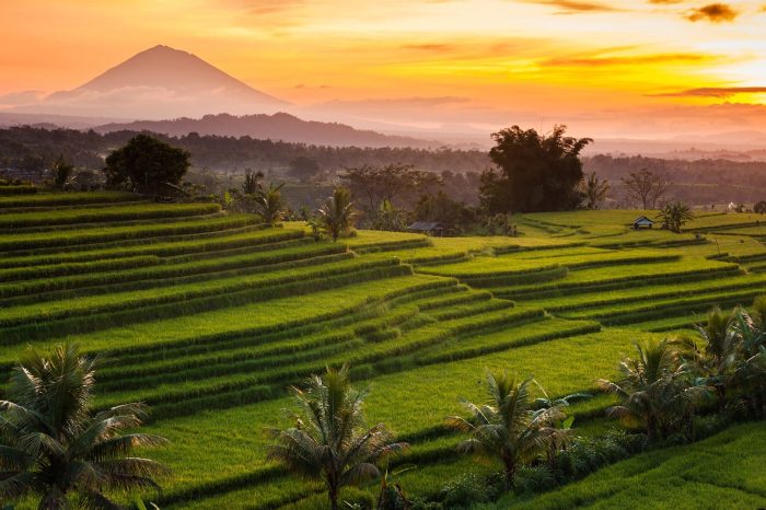 Highland Harmony: Batukaru Temples, Rice Terraces Tour